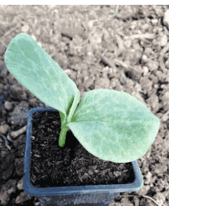 Plant courge spaghetti