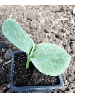 Plant courge Butternut