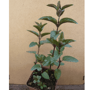 Menthe chocolat.