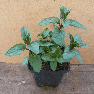 Menthe poivrée.
