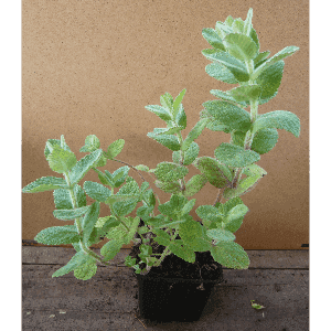 Menthe pomme.