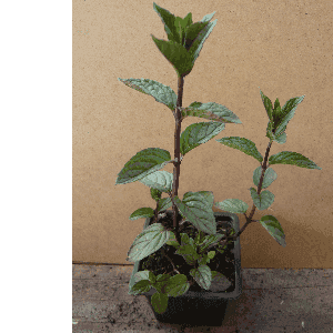 Menthe Swiss.