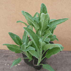 Sauge officinale.