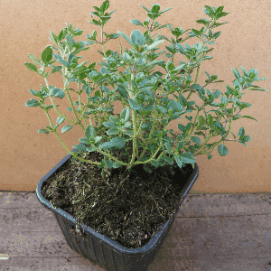 Thym citron.