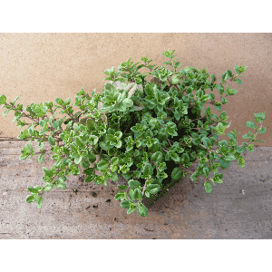Thym serpolet.