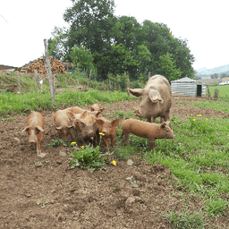 Ferme ITALATZEA  /  ITALATZEA  etxaldea #1