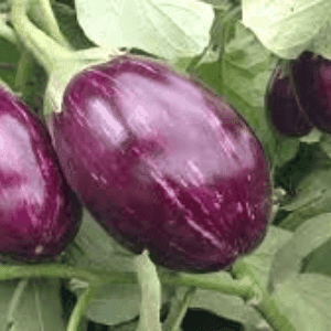 Plant Aubergine Rayée