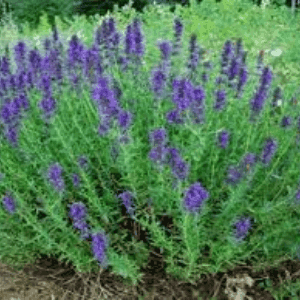 Plant d'hysope