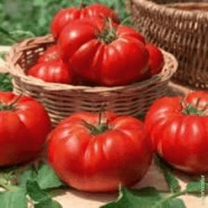 Bardérou plant tomate Marmande