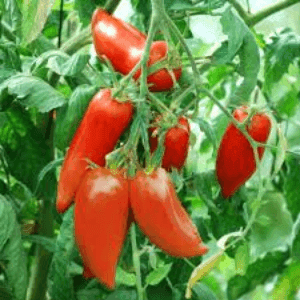 Bardérou plant tomate Andine Cornue