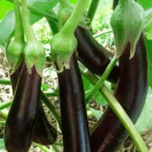 Plant Aubergine Longue Violette