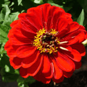 Plant Fleur Zinnia Rouge