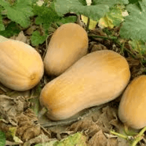 Bardérou plant Butternut