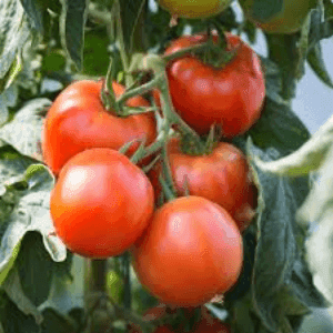 Bardérou plant tomate Saint Pierre