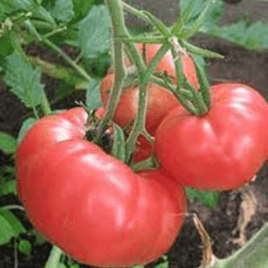 Bardérou plant tomate Rose de Berne