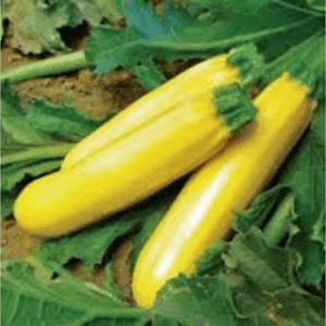 Plant courgette Jaune Gold Rush