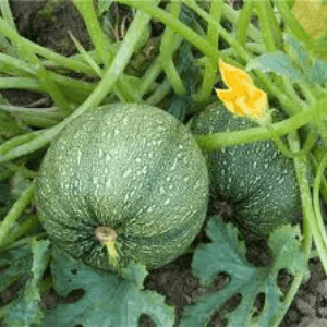 Bardérou plant courgette Ronde de Nice