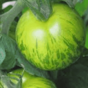 Bardérou plant tomate Green Zebra