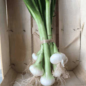 Oignons botte