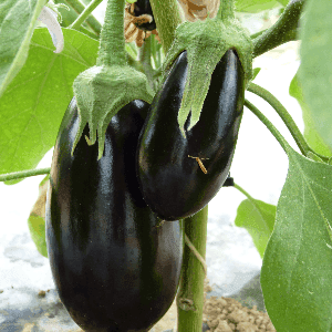 Aubergine