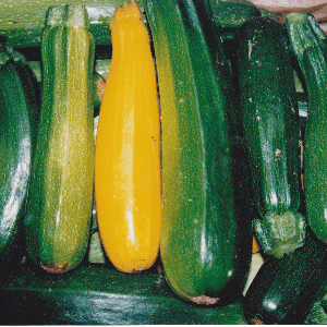 courgette longue