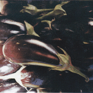 aubergine