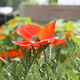 Le Potager Sauvage #3