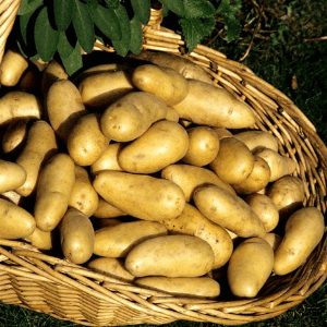 Pomme de terre 'Fin de saison'