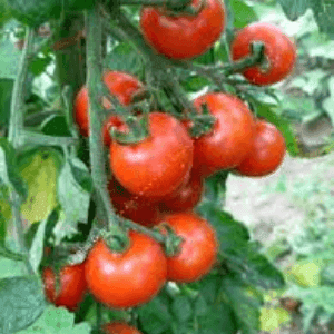 Bardérou plant tomate cerise Miel du Mexique