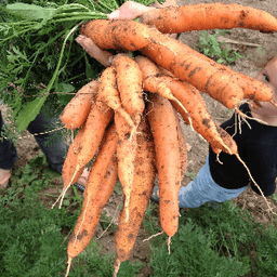 Le Croque Jardin #0