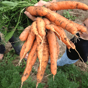 Le Croque Jardin