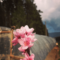 Le Croque Jardin #8
