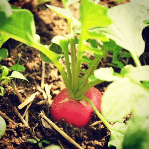 Radis (botte)