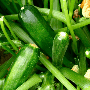 Plant courgette  Black Beauty / Verte de Milan