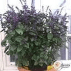 plant bio de basilic vivace