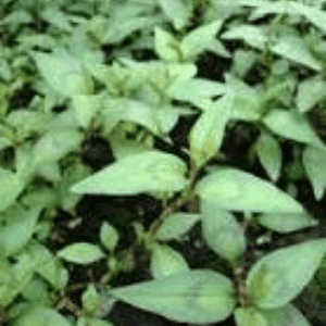 plant bio de coriandre vietnamienne
