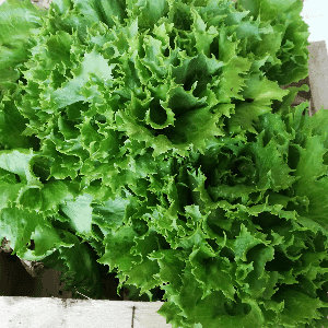 Salade - Batavia