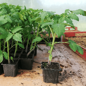 Tomates plant