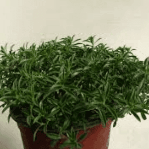 Plant de Sarriette