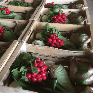 Panier à 17€ avec Fenouils