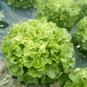 Salade de la semaine