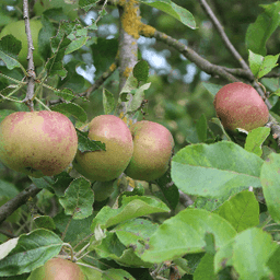 La ferme de Corny la Cour #3