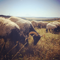 Ferme Vivante 89.10 #3