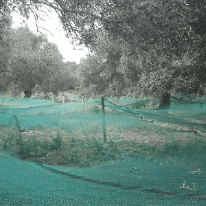 Huile d'olive AOP  Sabine douce