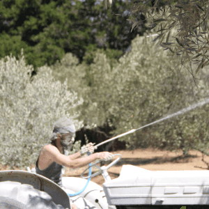 Huile de Pietra Macchja sans pesticide
