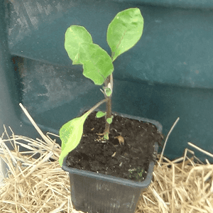 plant aubergine