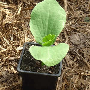 plant courge potimarron