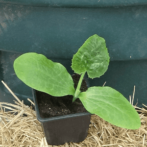 plant courgette jaune