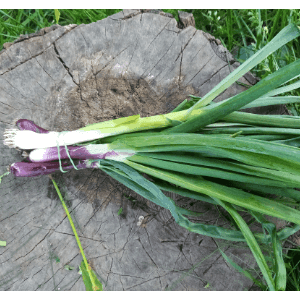 botte oignons (cebettes)