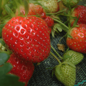 Fraises